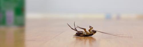 Image for Major League Pest with ID of: 1812564