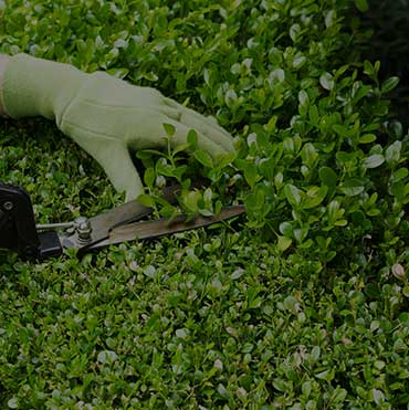 Image for Austin’s Lawn Management with ID of: 1820065