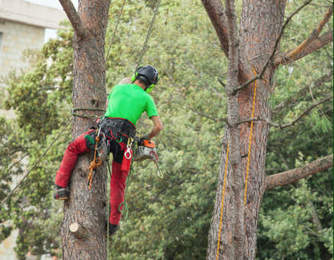 Image for Tree Service Austin with ID of: 1820119