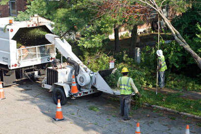 Image for Tree Service Austin with ID of: 1820123