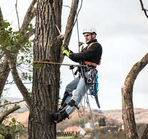 Image for Tree Service Austin with ID of: 1820125