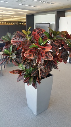 Image for Get Planted, LLC with ID of: 1827625