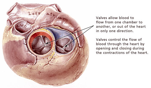 Image for Heart Valve Replacement Cost in Chennai with ID of: 1829057