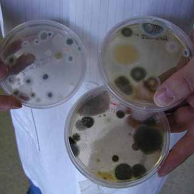 Image for Mold Inspection & Testing Pittsburgh PA with ID of: 1829523