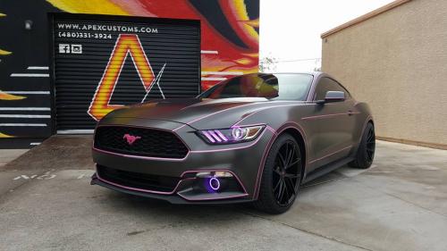 Image for Apex Customs with ID of: 1830650
