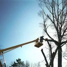 Image for Del's Tree Service with ID of: 1832286