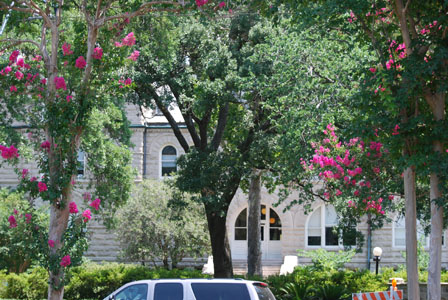 Image for Bayou Tree Service with ID of: 1834131