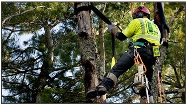 Image for Katy Tree Services with ID of: 1836101