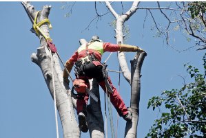 Image for Katy Tree Services with ID of: 1836102
