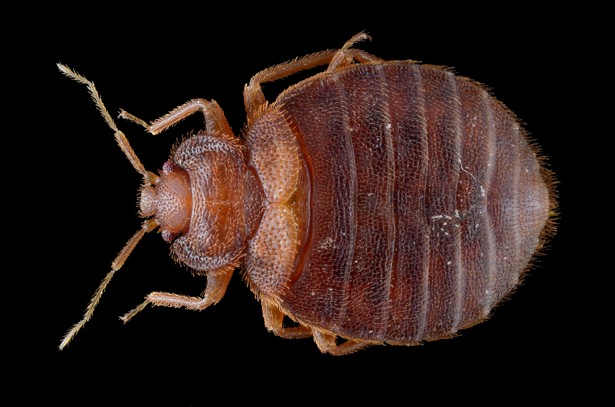 Image for AmeriTech Pest Solutions with ID of: 1836496