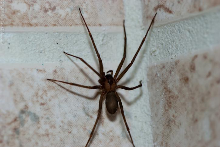 Image for AmeriTech Pest Solutions with ID of: 1836499