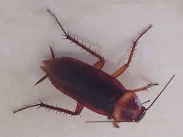 Image for AmeriTech Pest Solutions with ID of: 1836508