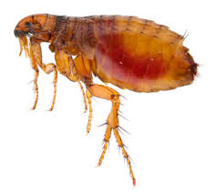 Image for AmeriTech Pest Solutions with ID of: 1836512