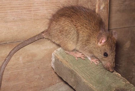 Image for AmeriTech Pest Solutions with ID of: 1836514