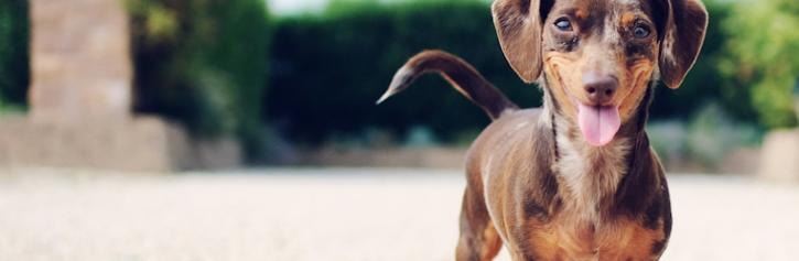 Image for Top Questions to Ask a Labrador Retriever Breeder with ID of: 1836583