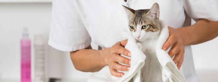 Image for Bryony Hill Cattery with ID of: 1837198