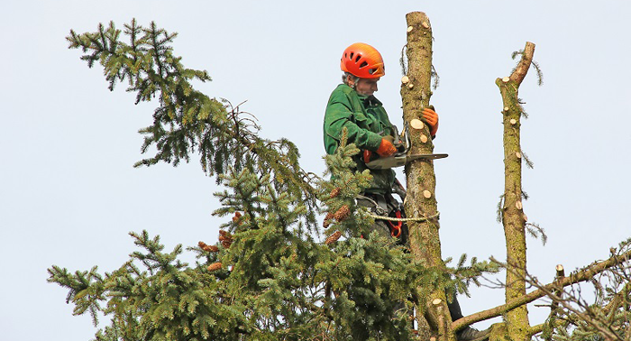 Image for Michael Tree Service with ID of: 1848831