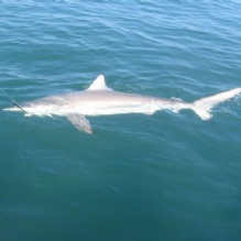 Image for No Pressure Charters with ID of: 1853030