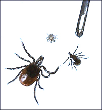 Image for American Lyme Disease Foundation with ID of: 1856865