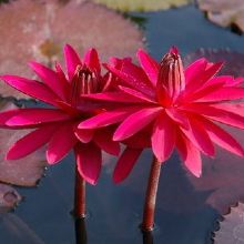 Image for Lilypons Water Gardens with ID of: 1860716