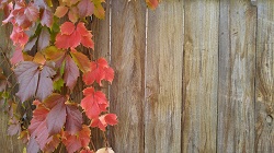 Image for PMC Fence Staining with ID of: 1862794