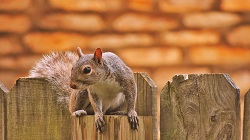 Image for PMC Fence Staining with ID of: 1862795