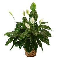 Image for Funeral Flower Delivery with ID of: 1863484