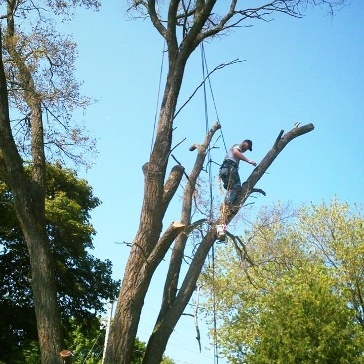 Image for A-1 Tree Trimming & Removal with ID of: 1867988
