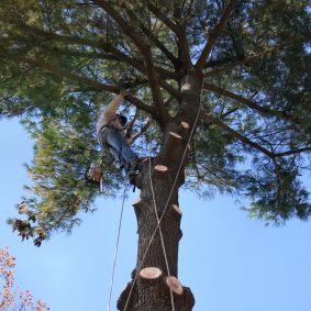 Image for A-1 Tree Trimming & Removal with ID of: 1868000