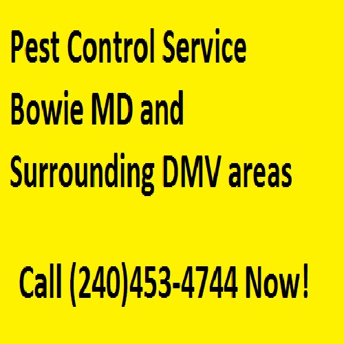 Image for Pest Control Service Bowie MD with ID of: 1868424