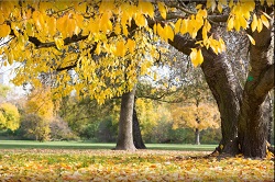 Image for WestSide Tree Service with ID of: 1875620