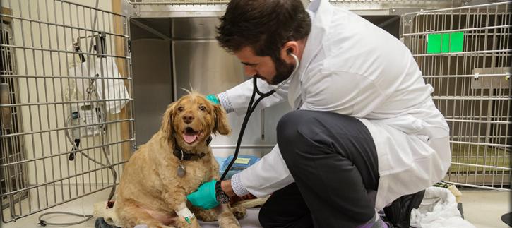 Image for Veterinary Specialists with ID of: 1878545
