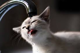 Image for Faucet Pro Guys with ID of: 1890649