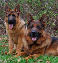 Image for Mittelwest German Shepherds with ID of: 1891373