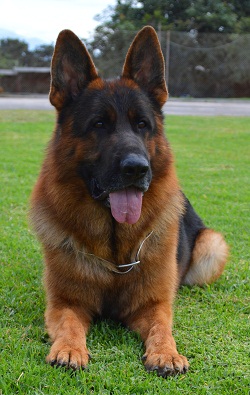Image for Mittelwest German Shepherds with ID of: 1891374
