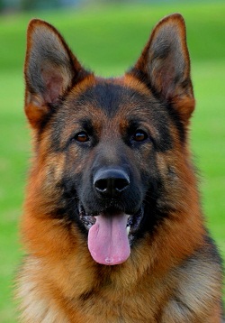 Image for Mittelwest German Shepherds with ID of: 1891376