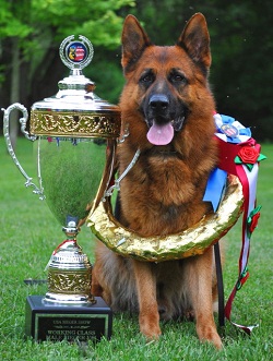 Image for Mittelwest German Shepherds with ID of: 1891378