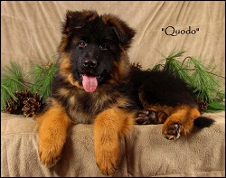 Image for Mittelwest German Shepherds with ID of: 1891379