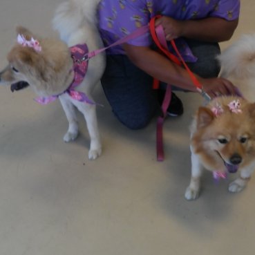 Image for Pamper My Pet Grooming with ID of: 1891382