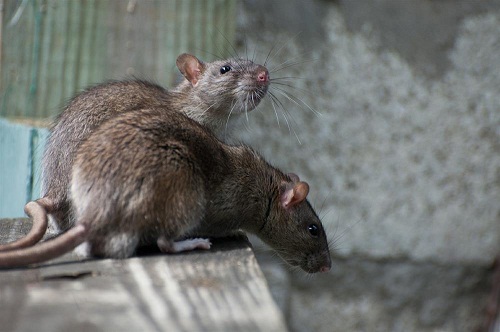Image for Detail Pest Control with ID of: 1891542