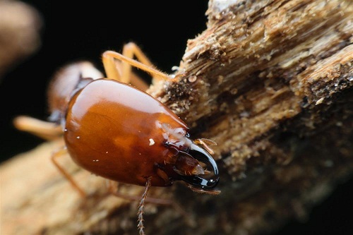 Image for Detail Pest Control with ID of: 1891543