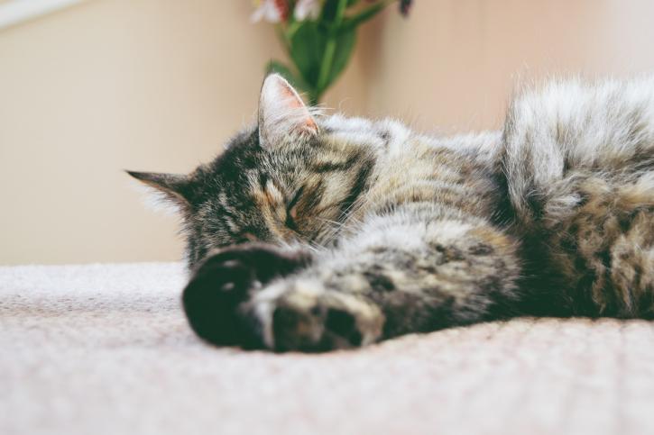 Image for Pets Forever with ID of: 1894569