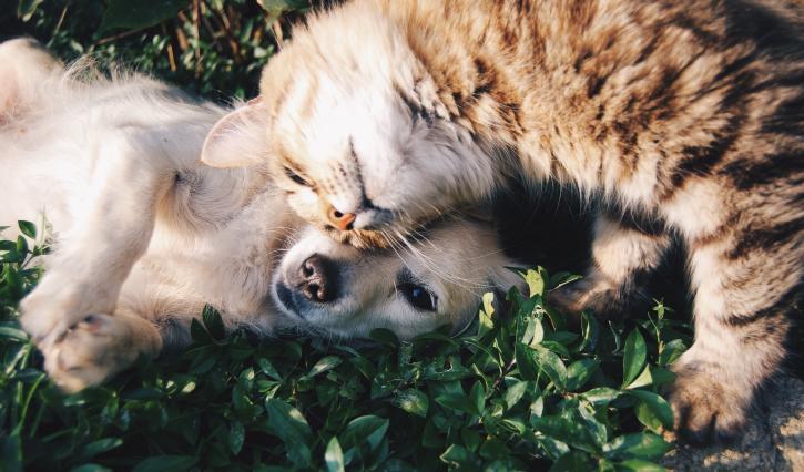 Image for Pets Forever with ID of: 1894571