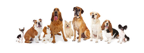 Image for Vibration and shock collars for small dogs aid in training sessions! Buy now with ID of: 1896595