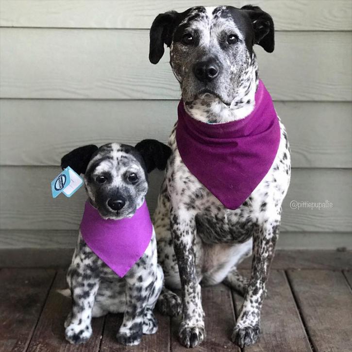 Image for A Custom Gift for Any Pet Lover with ID of: 1897392