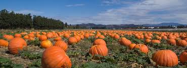 Image for Organic Fertilizer Guys with ID of: 1899305