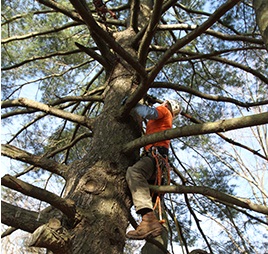 Image for Ahlum and Arbor Tree Preservation with ID of: 1901392