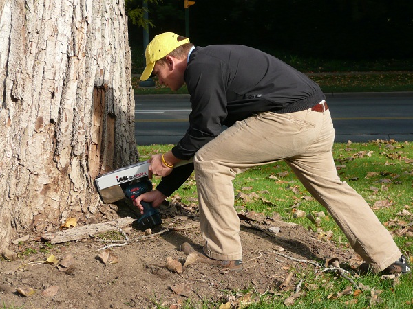 Image for Ahlum and Arbor Tree Preservation with ID of: 1901398