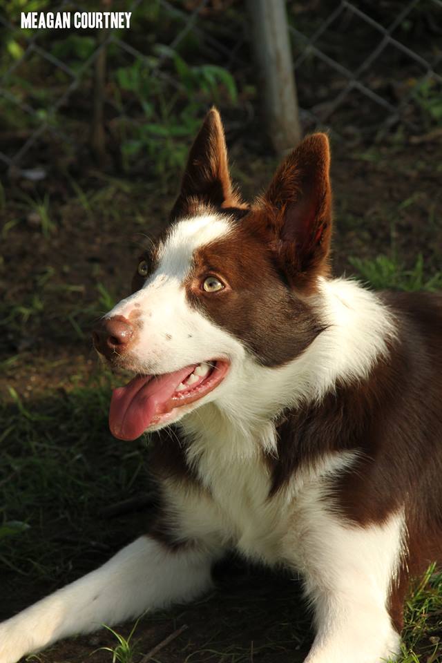 Image for Marj the Dog Trainer with ID of: 1905512