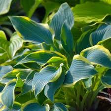 Image for Crabgrass Preventer Guys with ID of: 1905752